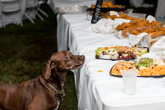 A dog looks hungry at a wedding reception, Louisa Wedding Photographer