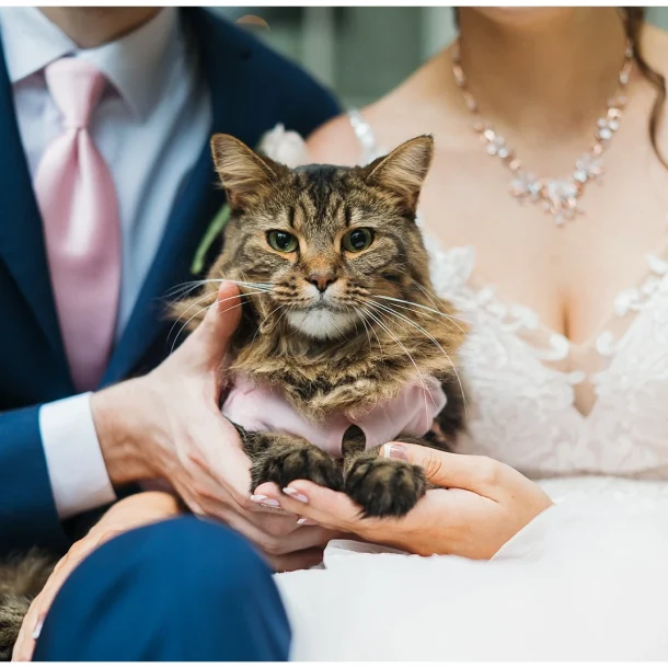 Cat as a flower girl in the wedding party