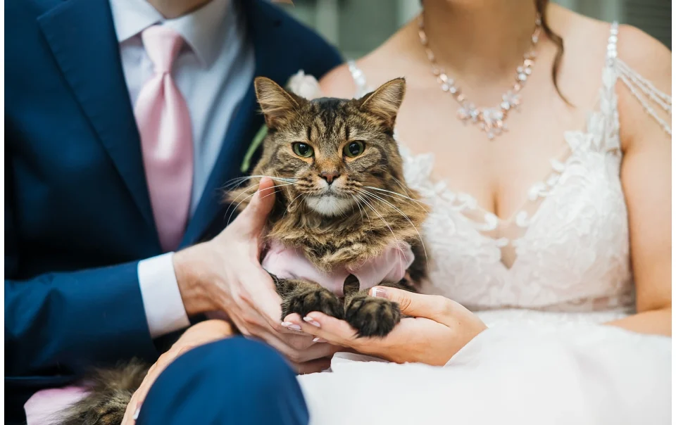 Cat as a flower girl in the wedding party
